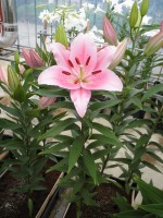 [1895 Homerus VH No02.JPG]